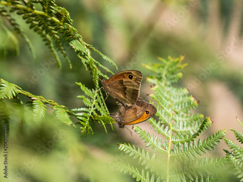 Tableau sur toile Meadow Brown Butterflies mating on a Fern