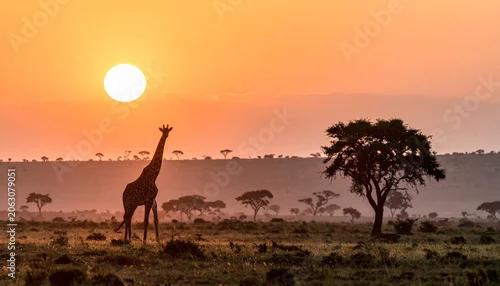Fototapeta na wymiar Giraffe silhouetted against golden sunset savanna landscape.