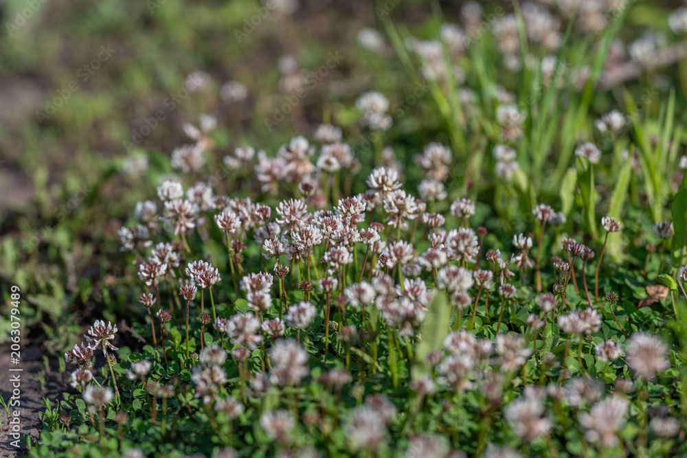 Obraz premium Low angle close-up of wild clover meadow with dew