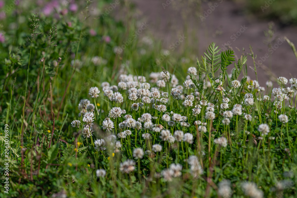 Fototapeta premium White clover blooms in wild grassy meadow