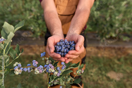 Farmer holding fresh blueberries on a farm.