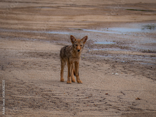 Photography A single young coyote pup stands alert on an empty, weathered concrete ground lo