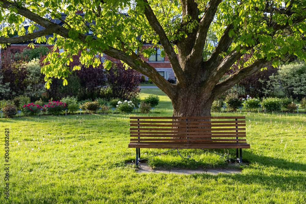 Fototapeta premium Ornamental Gardens during spring in Ottawa, Canada. Empty wooden park bench under large shade tree.