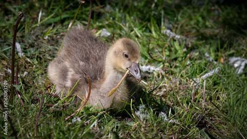 Canvastavla Baby Greylag Gosling on Grass Feeding