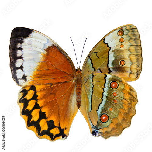 upper and lower wings components assembled into beautiful Siamese Junglequeen butterfly isolated on white background