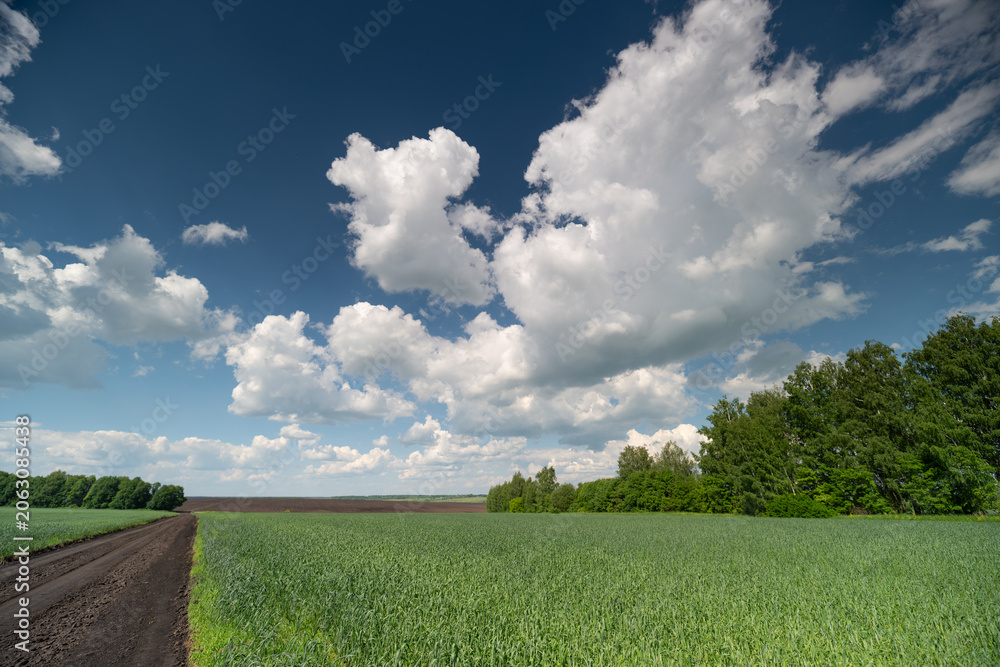 Fototapeta premium Green soybean field under a blue sky with dramatic cumulus clouds