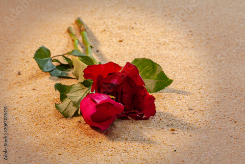 Cuadro en lienzo Crimson roses lie on sandy shores, delicate petals blending with nature