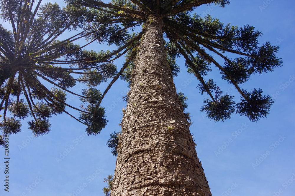 Fototapeta premium low angle of Araucaria trees, aka Araucaria angustifolia, in forest of southern Brazil