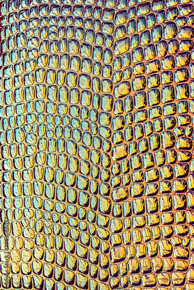 Fototapeta premium Close-up view of reptile skin with colorful patterns taken in natural light during the afternoon