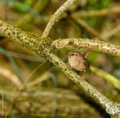 Eurasian or northern wren (Troglodytes troglodytes) on branch with insect
