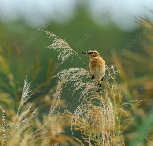 whinchat (Saxicola rubetra) sitting on reed