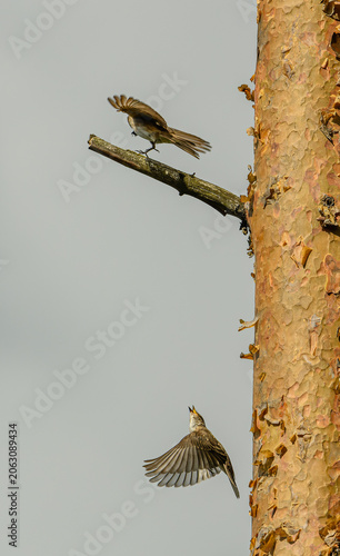 spotted flycatcher (Muscicapa striata) on tree