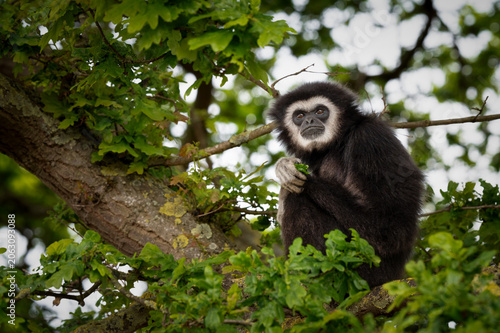 Canvas Print Male Gibbon Sitting in a Tree