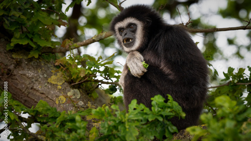 Obraz na płótnie Male Gibbon Sitting in a Tree