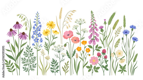 Diverse Wildflowers Meadow Botanical Illustration