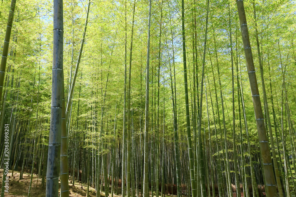 Fototapeta premium 緑さす京都嵐山の竹林。