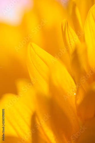 details of sun flower shot with practical effects