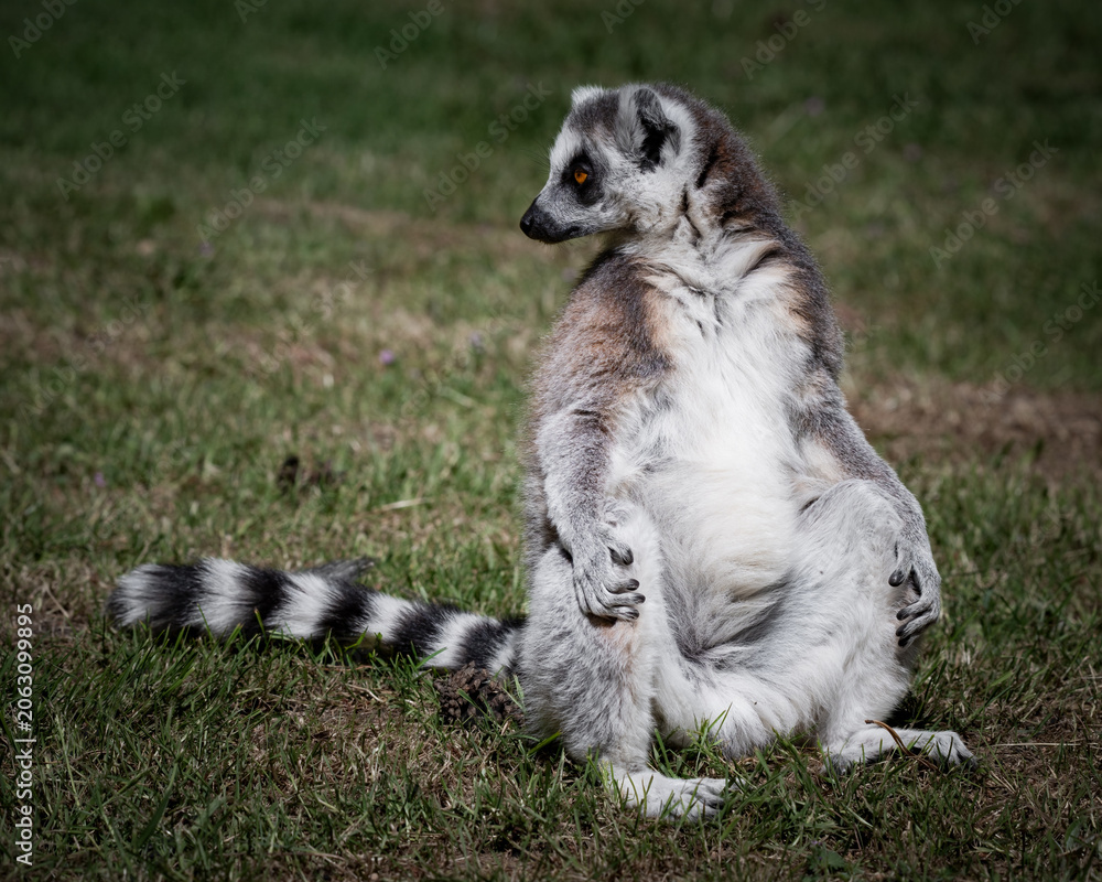Fototapeta premium Ring-tailed Lemur Sitting on Grass