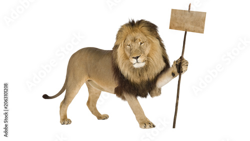 A majestic lion holding a blank wooden sign isolated on transparent background