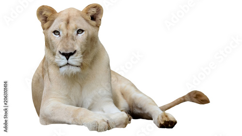 Majestic white lioness resting isolated on transparent background