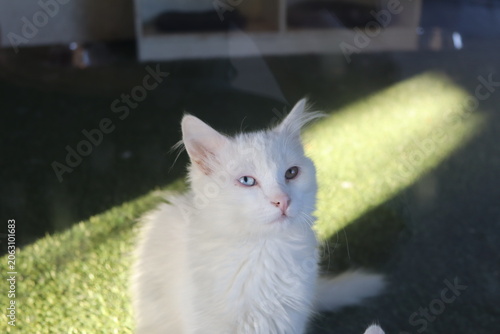 Quadro em tela Turkish Angora cat with one blue eye and one green eye looking at the camera