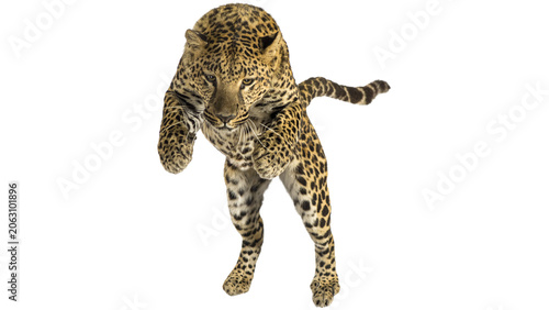 Leopard leaping in midair isolated on transparent background
