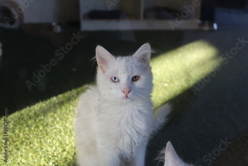 Foto Turkish Van cat with one blue and one amber eye sitting in a beam of sunlight
