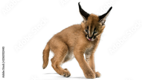 A cute caracal kitten isolated on transparent background