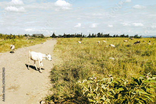 Goats Grazing in a Green Savannah Grassland Field Along a Dirt Road in Syokimau, Kenya