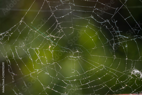 Symmetrical view of an empty concentric orb weaver spider web spun intricately across a blurred green natural background