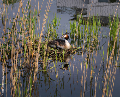 A Great Crested Grebe sits on its nest among tall reeds in the shallow waters of Steinhuder Meer, Germany.