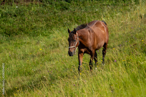 Canvastavla A strong brown free-range horse wearing a halter walks resiliently through a sunny green meadow dotted with wildflowers