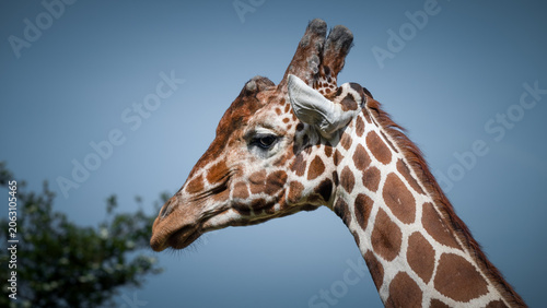 Konstfotografi Close up Side Profile Rothschild Giraffe