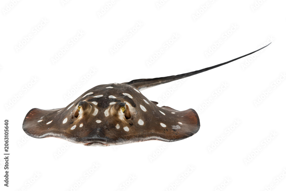 Obraz premium A close-up view of a freshwater stingray with dark brown skin and white circular spots, swimming against a plain white background, isolated