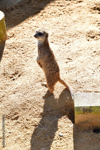 いしかわ動物園のミーアキャット（石川県能美市）