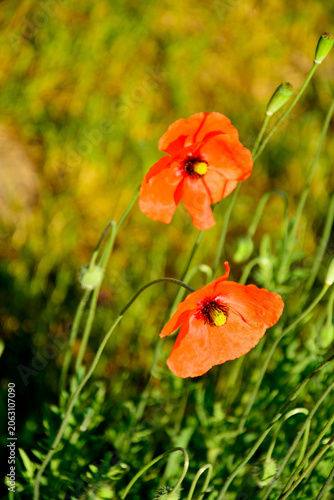 Mak polny na rozmytym tle, czerwony mak polny w pełnym rozkwicie z dużymi płatkami i brązowymi pylnikami, Papaver rhoeas, common poppy, corn poppy, corn rose, field poppy, Flanders poppy, red poppy