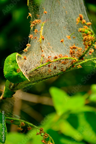 oprzęd namiotnikowca na gałęzi, pajęczyna szkodnika z rodziny namiotnikowatych (Hyponomeutidae, Yponomeutidae), Communal larval web of a pest from Yponomeutidae, cocoon of moths from the ermine family