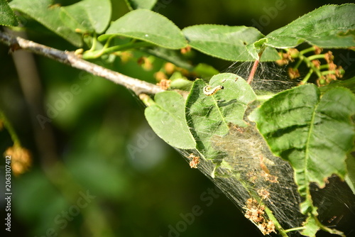 oprzęd namiotnikowca na gałęzi, pajęczyna szkodnika z rodziny namiotnikowatych (Hyponomeutidae, Yponomeutidae), Communal larval web of a pest from Yponomeutidae, cocoon of moths from the ermine family