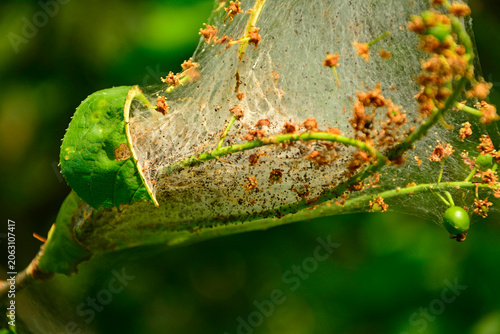 oprzęd namiotnikowca na gałęzi, pajęczyna szkodnika z rodziny namiotnikowatych (Hyponomeutidae, Yponomeutidae), Communal larval web of a pest from Yponomeutidae, cocoon of moths from the ermine family