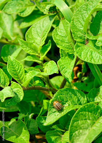 Stonka ziemniaczana na liściu ziemniaka (Leptinotarsa decemlineata), szkodnik uprawy zimniaka (Solanum tuberosum), Colorado potato beetle on a potato leaf, striped beetle on a potato plant