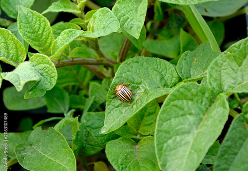 Stonka ziemniaczana na liściu ziemniaka (Leptinotarsa decemlineata), szkodnik uprawy zimniaka (Solanum tuberosum), Colorado potato beetle on a potato leaf, striped beetle on a potato plant