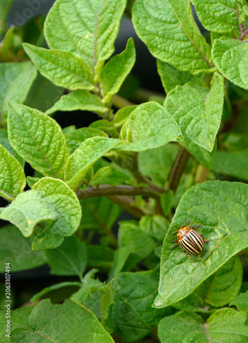 Stonka ziemniaczana na liściu ziemniaka (Leptinotarsa decemlineata), szkodnik uprawy zimniaka (Solanum tuberosum), Colorado potato beetle on a potato leaf, striped beetle on a potato plant