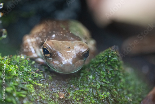 Portrait of an Amazonian milk frog.