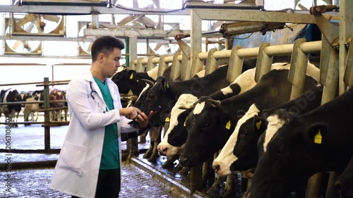 A male veterinarian in a white lab coat examines a cow's udder with a device in a modern dairy farm. The cows are standing in a row, attached to milking equipment.