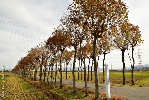 秋の満願寺はさ木並木（新潟県新潟市秋葉区）
