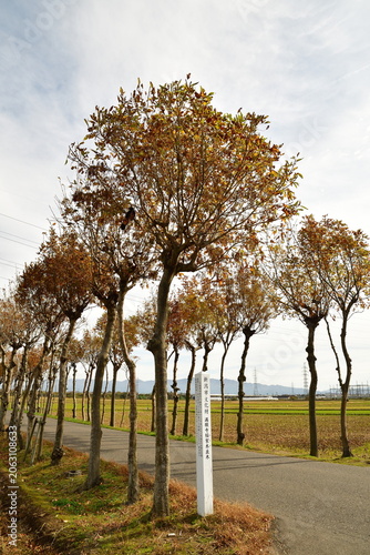 秋の満願寺はさ木並木（新潟県新潟市秋葉区）