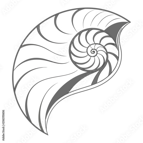 Nautilus shell spiral pattern line art monochrome illustration with sea life nautilus geometry illustration creature