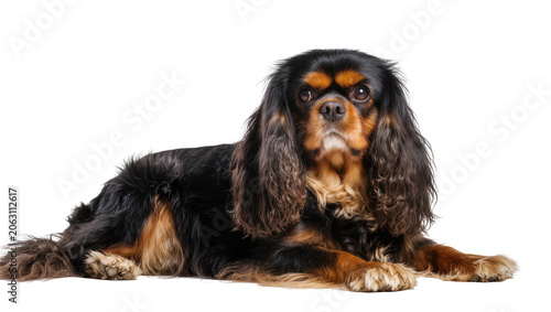 Принти на полотні Black and tan Cavalier King Charles Spaniel dog lying down