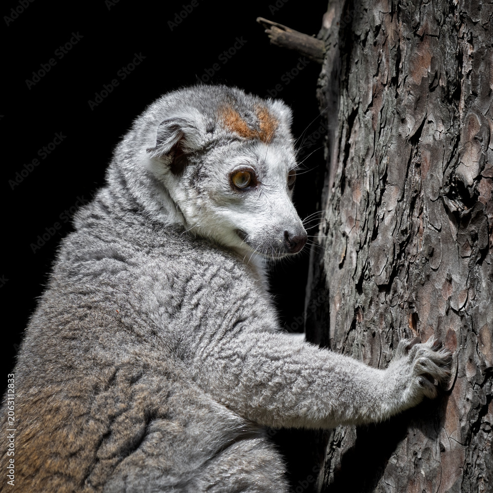 Fototapeta premium Female Crowned Lemur Clinging to a Tree