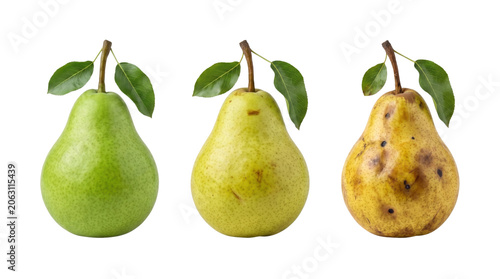 Fotografie Three fresh pears showing different stages of ripeness , isolated on transparent